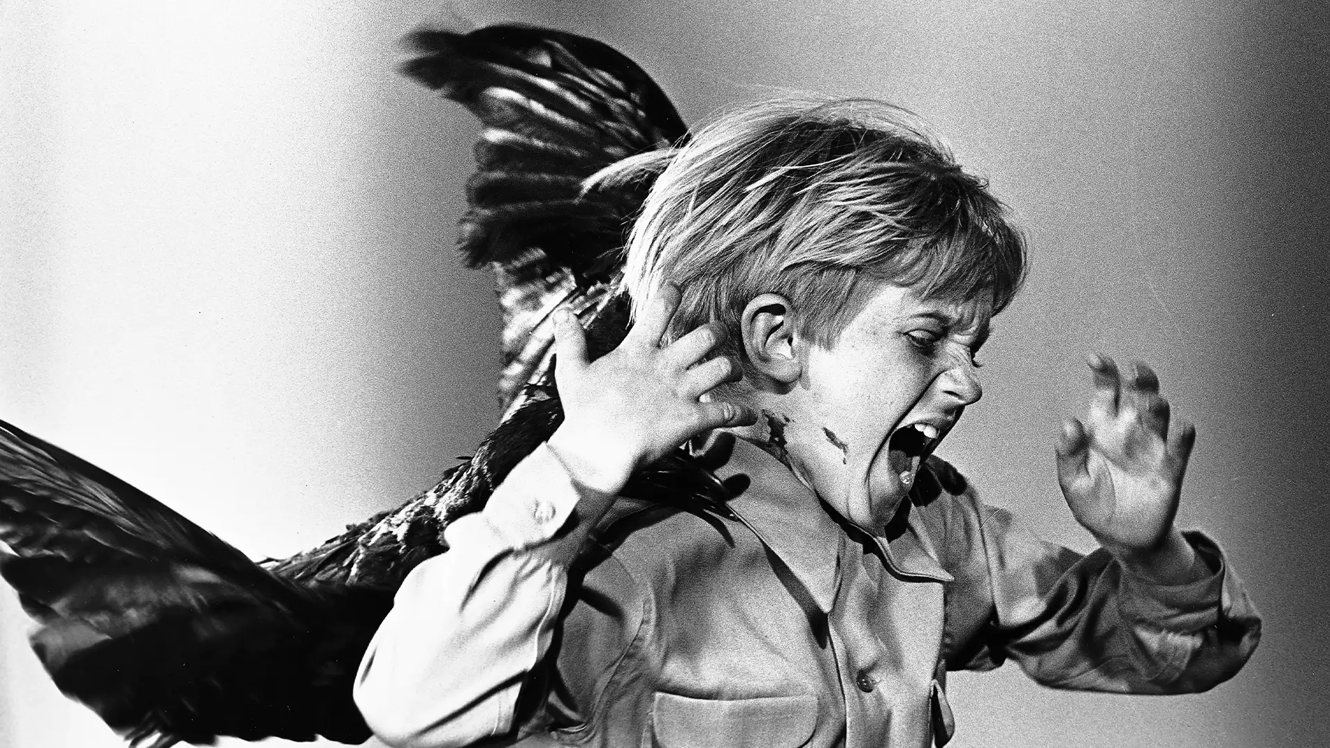 هیچکس به جز هیچکاک نمی‌تواند فیلم پرندگان را بسازد…